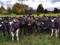 Close-up image of dairy cows on a paddock in the cloudy autumn afternoon in New Zealand Royalty Free Stock Photo