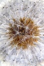 Dandelion seed head florets, Macro background.