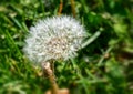 Close up image of dandelion seedpod