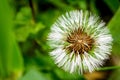 Dandy lion flower wallpaper background