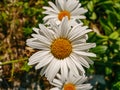 Close-up image of a dasiy, margarite flower in daylight Royalty Free Stock Photo