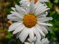 Close-up image of a dasiy, margarite flower in daylight Royalty Free Stock Photo