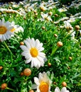 Close-up image of a dasiy, margarite flower in daylight Royalty Free Stock Photo