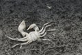 Close up image of a dead crab on sand at low tide Royalty Free Stock Photo
