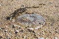 Close-up image of dead jellyfish on the pebble beach