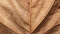 A close-up image of a decaying leaf showcases its detailed venation and textured surface Royalty Free Stock Photo
