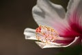A close up image of a deep pink and white hibiscus flower showing the yellow and orange stamen and pistils. Royalty Free Stock Photo