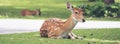 Close up image of deer sitting on grass yard