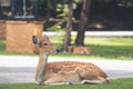 Close up image of deer sitting on grass yard