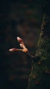 Close-up image of delicate flower buds nestled in the bark of a tree trunk Royalty Free Stock Photo