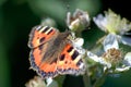 Close up image of a delicate red and black butterfly resting on a wild rose Royalty Free Stock Photo