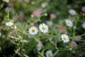 Close up image of delicate seaside daisy plants in cute cottage garden Royalty Free Stock Photo