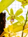 Close up image of a dendrobium orchid in development station