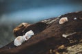 Close-up Image of beautiful Different Sea shells lying on a beach on sea backgrond Royalty Free Stock Photo