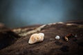 Close-up Image of Different Sea shells lying on a beach on sea backgrond Royalty Free Stock Photo