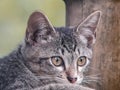 Close up image of the domestic cute cat