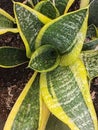 Close up image of a dracena trifasciata