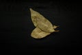 Close-up image of dried bay or bay laurel leaves on black wood background, view above