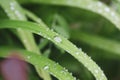 Close-up image with a drop of rain water on a blade of grass Royalty Free Stock Photo