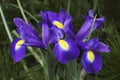 Close up image of Dutch iris flowers