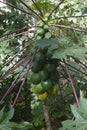 Close-up image of Dwarf papaya tree with fruits