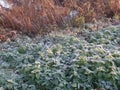 Close up image of early morning frost on a sunny day Royalty Free Stock Photo