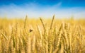 Close up image of ears of golden wheat on blue sky background. Rich harvest of cereals concept. Small butterfly on spikelet of Royalty Free Stock Photo