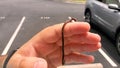 Close up image of an earth worm on a man`s hand.