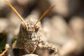 Close-up image of an eerie looking grasshopper head