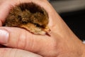 Close-up image of egg tooth on newborn chick