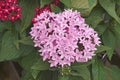 Close-up image of Egyptian starcluster flowers