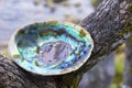 Beautiful Abalone Sea Shell Close Up Royalty Free Stock Photo