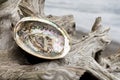 Abalone Sea Shell and Driftwood Close Up Royalty Free Stock Photo