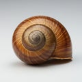A close-up image of an empty snail shell. The shell features a spiral shape and Royalty Free Stock Photo