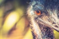 Close up image of an Emu with copy space Royalty Free Stock Photo