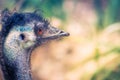 Close up image of an Emu Royalty Free Stock Photo