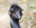 Close up portrait of an Australian Emu Royalty Free Stock Photo