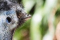 Close up portrait of an Australian Emu with copy space Royalty Free Stock Photo