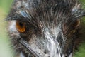 Close up image of an Emu face Royalty Free Stock Photo