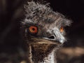 Emu close up Royalty Free Stock Photo