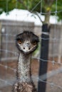 Close-up image of an emu standing in a fenced enclosure Royalty Free Stock Photo