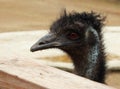 Emu hair do or Coronavirus Hair Royalty Free Stock Photo