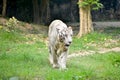 Close up image of Endangered Beautiful White Bengal Tiger (Panthera tigris tigris) in Captivity, at Zoo. Royalty Free Stock Photo