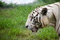 Close up image of Endangered Beautiful White Bengal Tiger (Panthera tigris tigris) in Captivity, at Zoo. Royalty Free Stock Photo