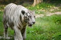 Close up image of Endangered Beautiful White Bengal Tiger (Panthera tigris tigris) in Captivity, at Zoo. Royalty Free Stock Photo