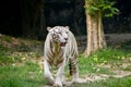 Close up image of Endangered Beautiful White Bengal Tiger (Panthera tigris tigris) in Captivity, at Zoo. Royalty Free Stock Photo