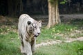 Close up image of Endangered Beautiful White Bengal Tiger (Panthera tigris tigris) in Captivity, at Zoo. Royalty Free Stock Photo