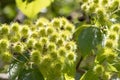 Close up image of Entelea arborescens or whau seed heads. Royalty Free Stock Photo