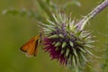 Essex skipper butterfly on a thistle head