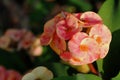 Close up image of euphorbia flower